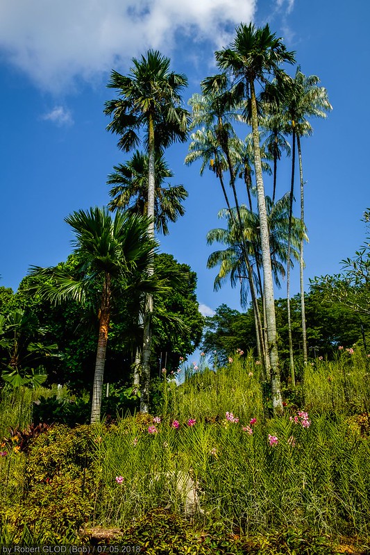 Where to see #palms... Singapore Botanic Gardens, #Singapore. 📷: Robert Glod CC BY-NC-ND 2. #Where2CPalms