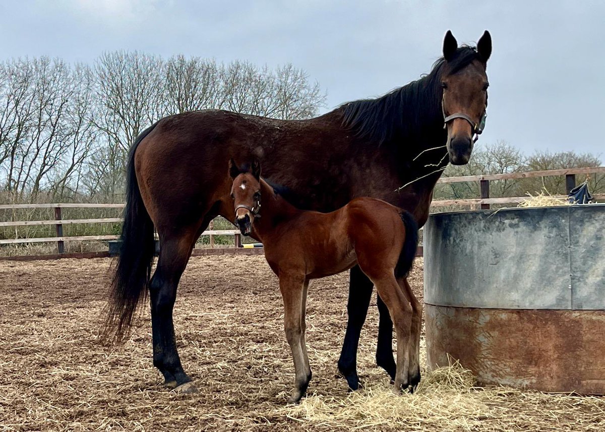 AUBIS PARK and her WALZERTAKT filly @rpbloodstock #FoalFriday