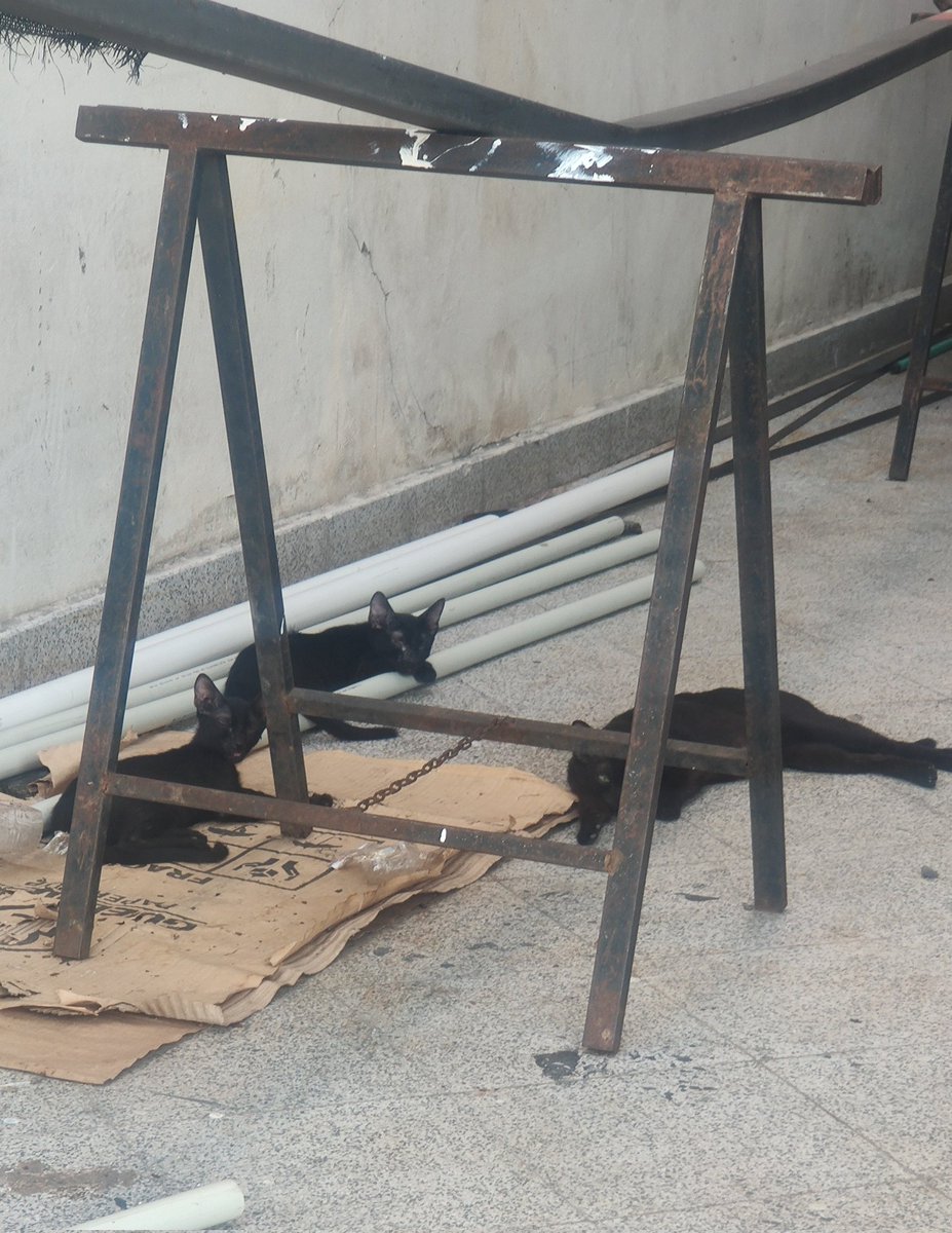 Nos pasaron este caso 

Camada de Michis en el shopping Mariano, en la zona de descarga antes de identificaciones, una mamá gata y sus bbs que ya no son tan bbs.

RT si alguien de la zona pueda ayudar