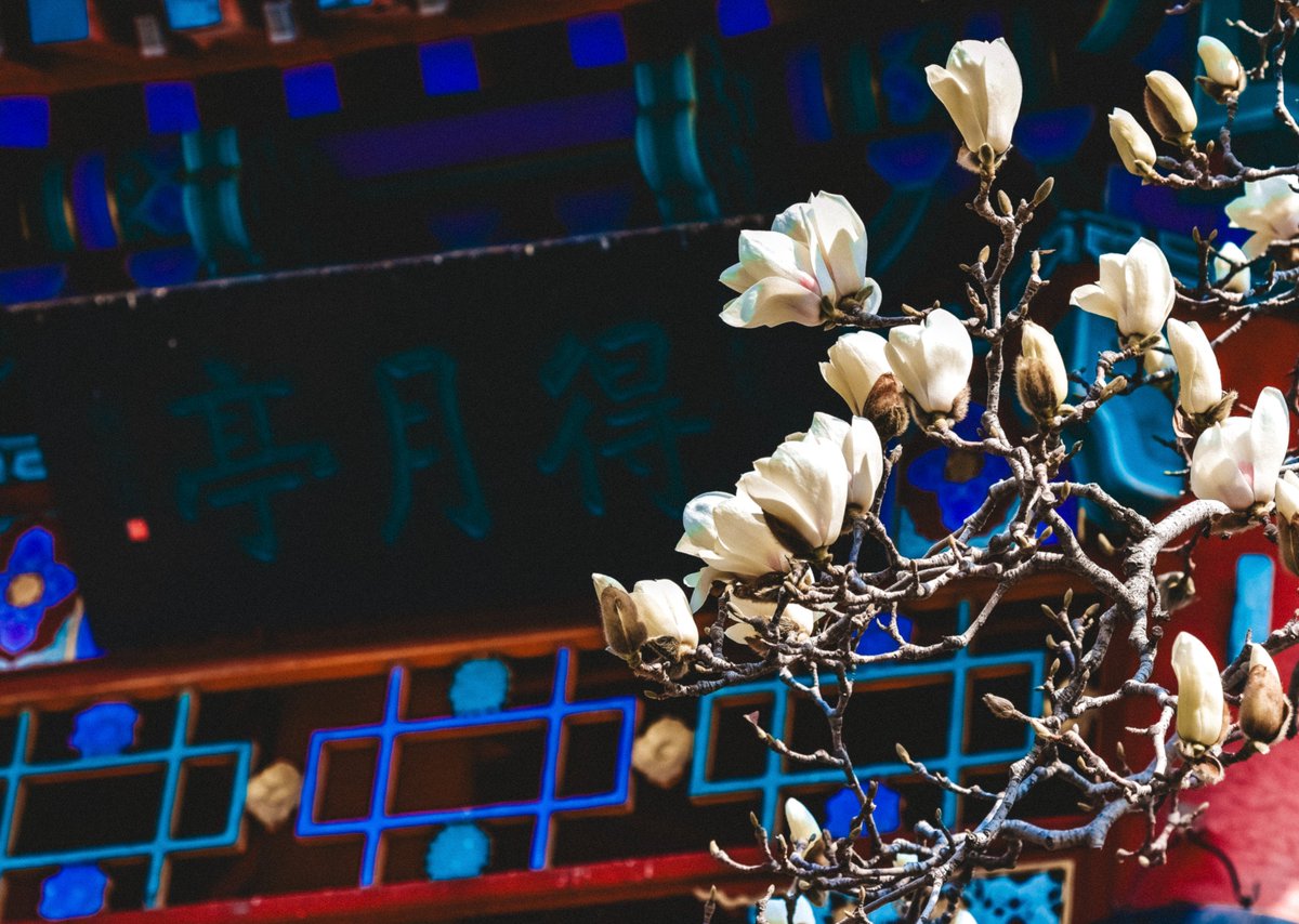 TouchShandong's tweet image. As spring arrives in March and the temperature gradually rises, Jinan, Shandong is bursting with vitality. Willow trees are sprouting new green leaves and magnolia flowers are waiting to bloom, creating a stunning spring landscape. (Photo by Zhou Bowen) #SpringVibe #flowerlovers
