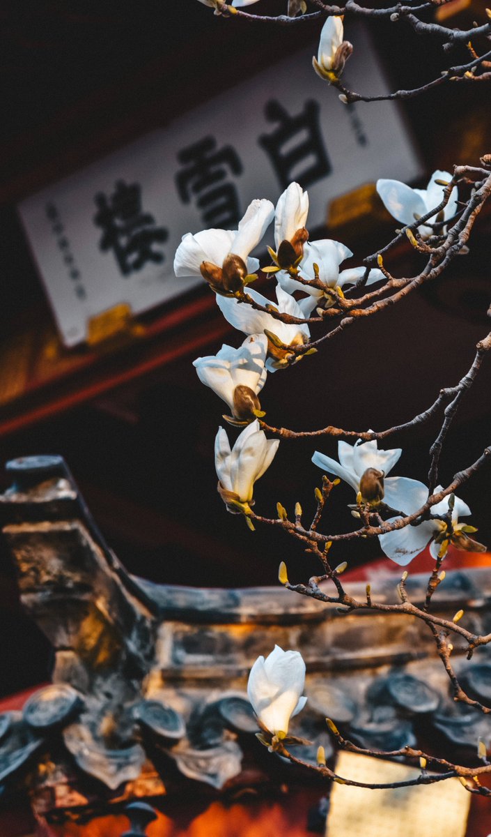TouchShandong's tweet image. As spring arrives in March and the temperature gradually rises, Jinan, Shandong is bursting with vitality. Willow trees are sprouting new green leaves and magnolia flowers are waiting to bloom, creating a stunning spring landscape. (Photo by Zhou Bowen) #SpringVibe #flowerlovers