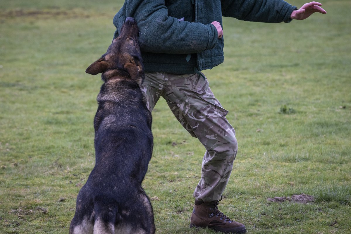 Major award for @RAF__Police Dog Handlers @RAFConingsby bit.ly/3Tjh9pd #RAFGlobalEnablement