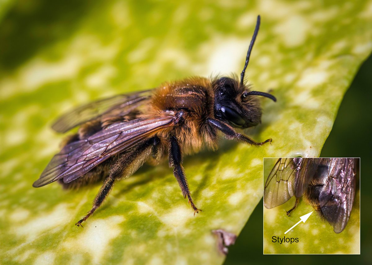 First solitary bee of the year in our #Staffs garden! I think this is a stylopised Chocolate Mining Bee (Andrena scotica). Protruding Stylops parasite can just be seen in inset detail from a separate shot. Infected individuals look and act differently from non-infected ones.