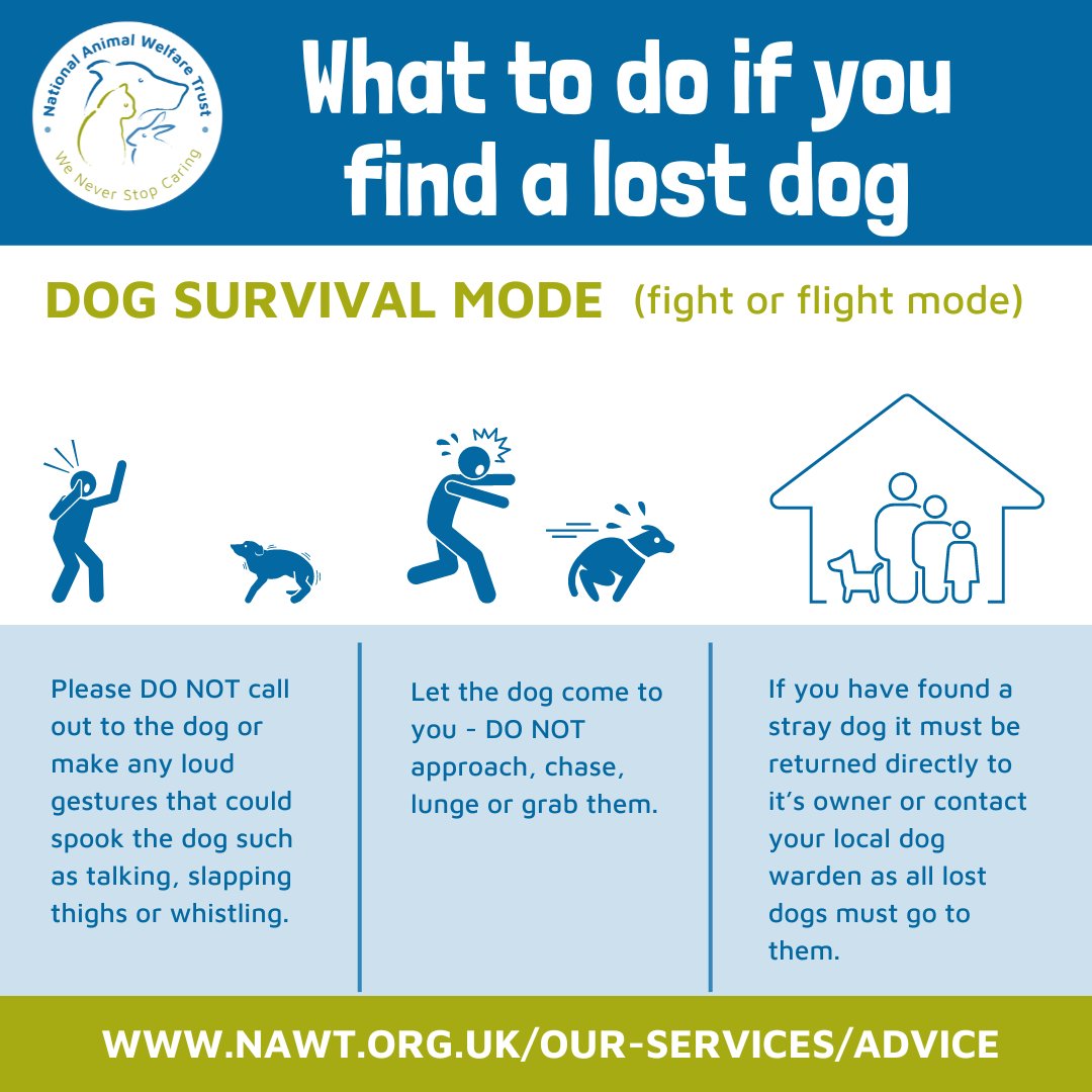 Do you know what you should do if you find a lost/stray dog? 🐶

It's very important to know the next steps to take, and who to contact, in the event of finding a dog running loose.

#pettheftawarenessweek @pettheftaware