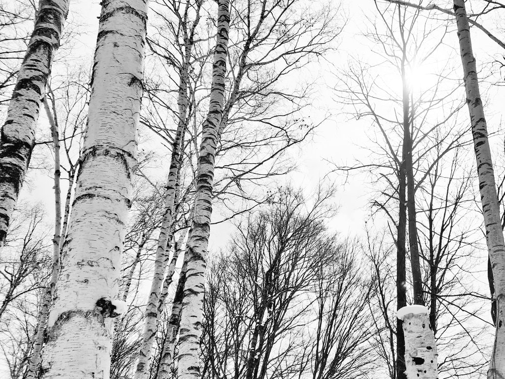 On a wild sheep chase