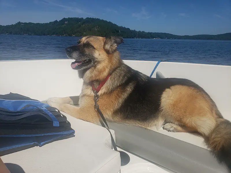 ingagemarine's tweet photo. Boating season is around the corner! Read our tips for having a safe and fun adventure with your furry friend. #boating #boatingontario #boatingwithdogs #boatinsurance https://t.co/Rn5HwsKdZy https://t.co/iiJ8h1ngnI
