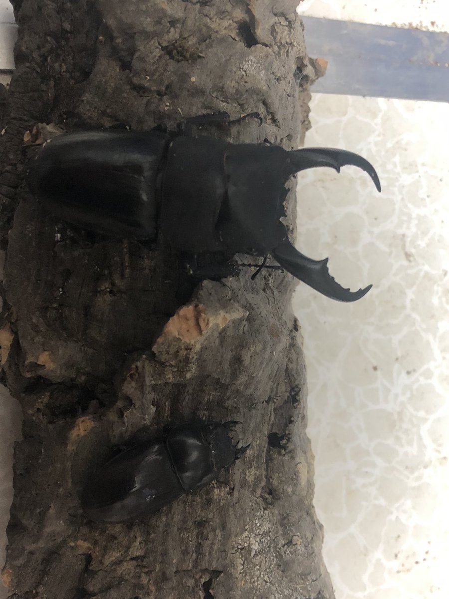 bugs_shop's tweet photo. サキシマヒラタクワガタ
モーレンカンプコクワガタ
追加しました。 https://t.co/yK8tg9JVNQ