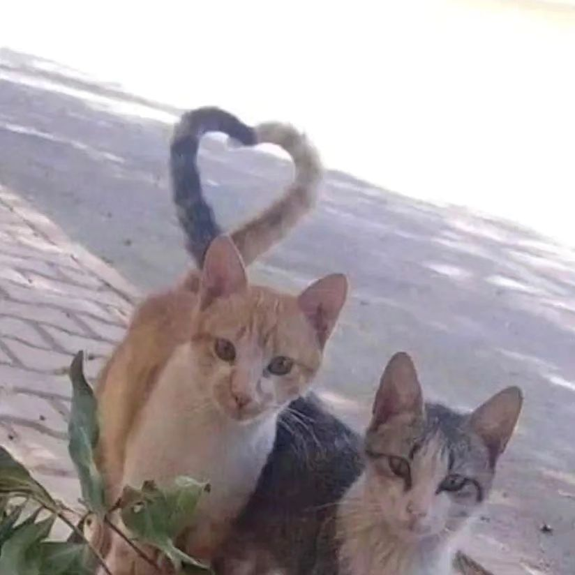 Punch Cat tweet media