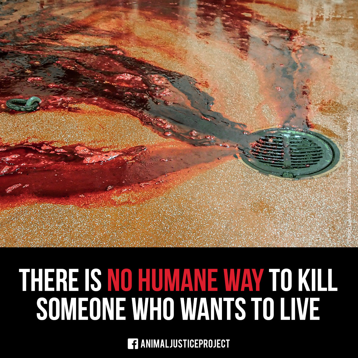 There is no humane way to kill someone who wants to live. 

#animalrights #endanimalcruelty #veganism #ethicalliving #compassionforall #choosekindness #speciesequality #crueltyfree #animalfreedom