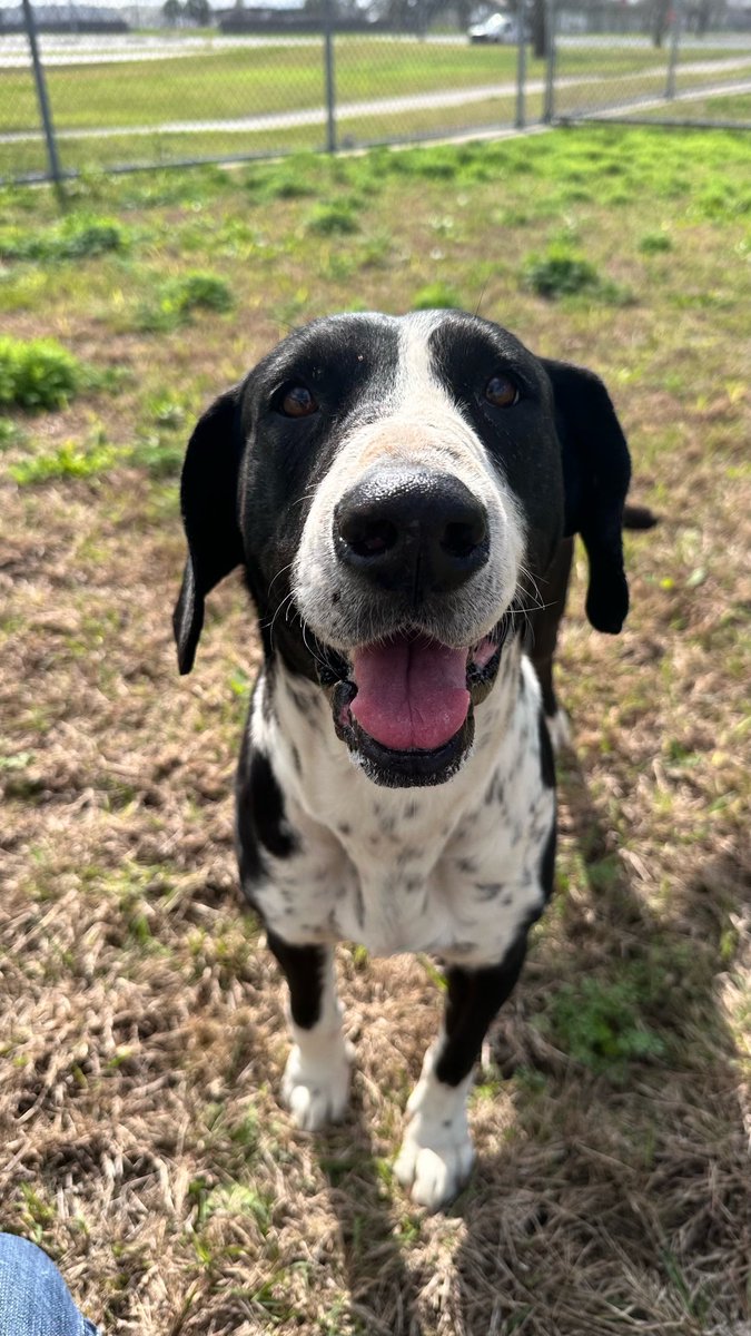 Pals!!! This week we also saved Boomhauer! Look at this happy guy! Yet he was scheduled to be euthanized for space. This 7 year old friendly boy deserves a future. Boom needs to be treated for heartworms. If you’d like to help w/his vet care, thank you! rescuecoop.org/donate