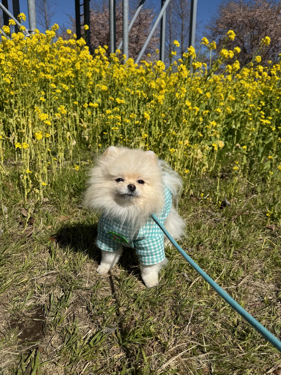 dog_Daikichi's tweet photo. ���ッキリする前とスッキリした後💩

#ポメラニアン　#犬　#わた毛LIFE
#dog #pomeranian https://t.co/LJlB2Qpk9X