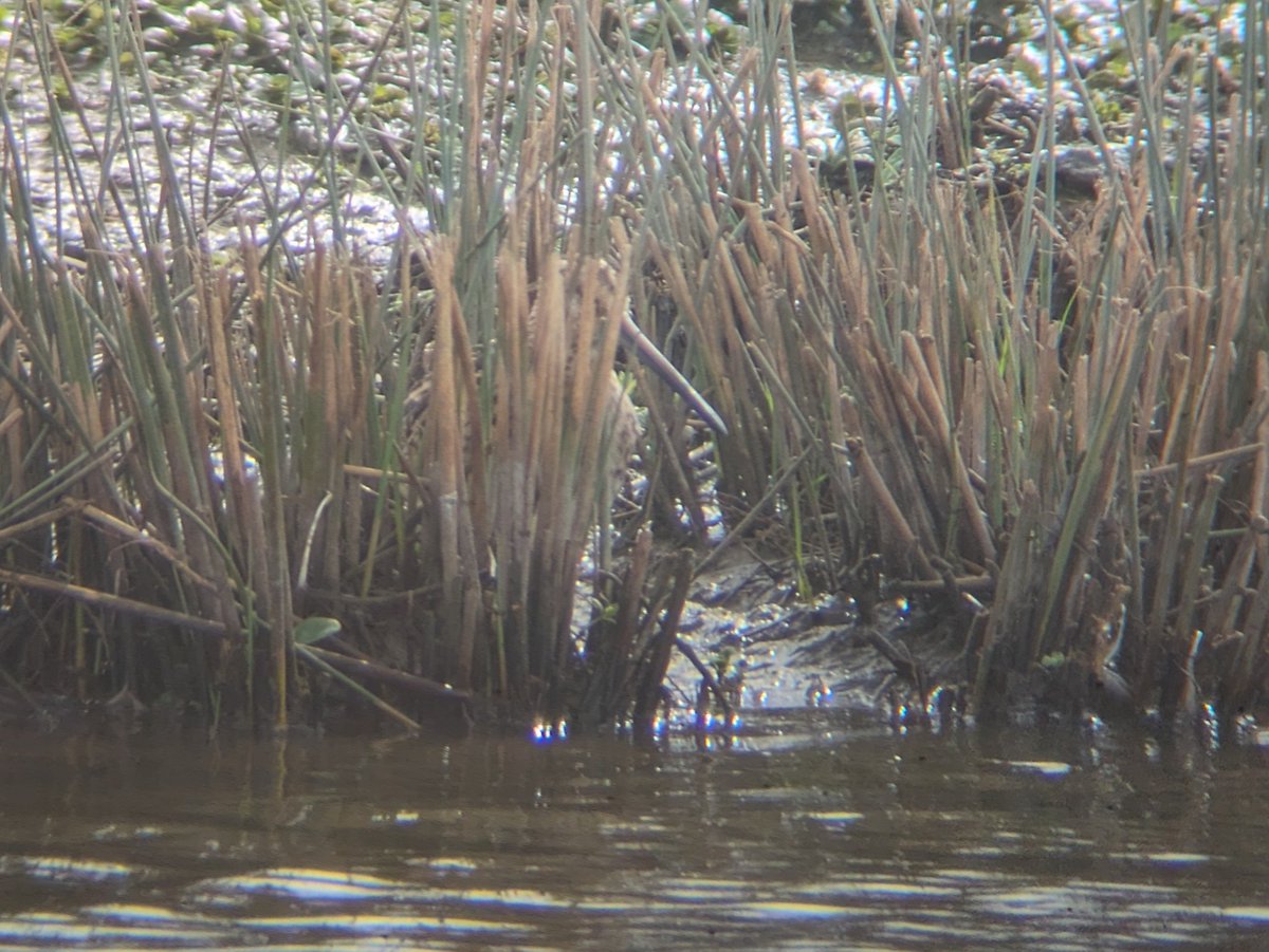 Duck Marsh from Hogarth Hide- Single Snipe, 2 Oystercatchers, Cranes Ruby, Unringed and youngster dropped in for around 20 minutes @slimbridge_wild #GlosBirds