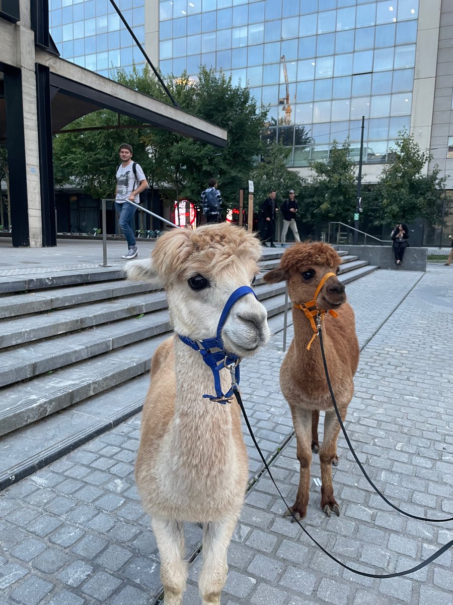 We already have people lining up outside campus! @ollama