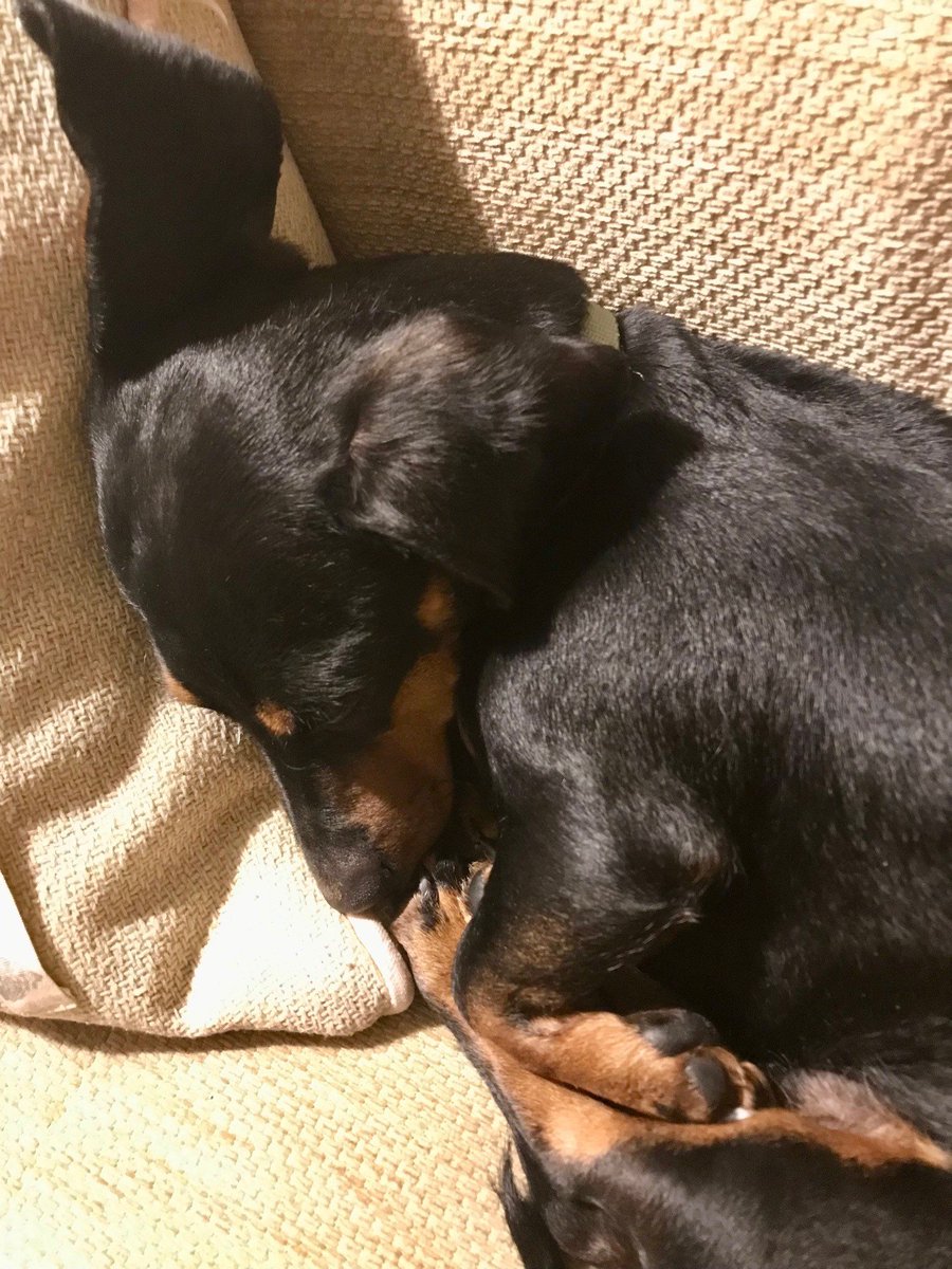 WelshGoldCom's tweet photo. Office dog Biscuit is taking #WorldSleepDay very seriously 😂 Don't worry, the rest of us are very much awake and ready to deal with your bespoke Welsh gold jewellery enquiries! https://t.co/6wluTset5A #dachshund #Welshgoldjewellery #bespoke #handmadeweddingring #Maidenmark #love https://t.co/WLtHOUUt2z