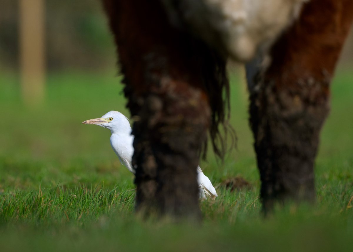 Cattle egret 15/03/24 Norfolk @BBCSpringwatch #WexMondays