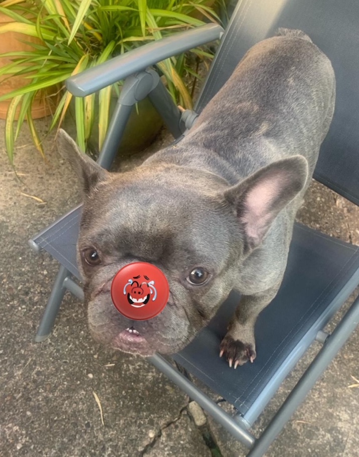 The dogs wanted to get in on the Red Nose Day fun too! 🐶❤️ #RedNoseDay #ComicRelief #RedNoses #SheffieldIsSuper