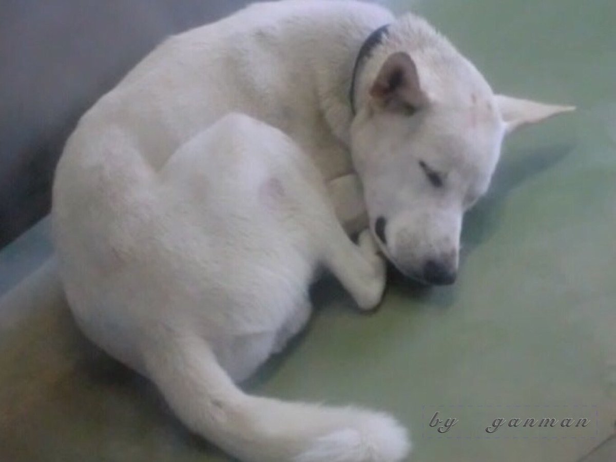 ＃殺処分機撤廃

ひたすら眠っている
氷のような冷たいコンクリートを
抱きしめ飼い主だけを待ち
必ず迎えに来てくれる事を信じて

それだけを願って
それだけを信じて
その時だけを待って

希望だけを夢見ながら眠る
捨てられたとは決して信じない

迎えに来る事を信じて眠りにつく
涙をこぼしながら