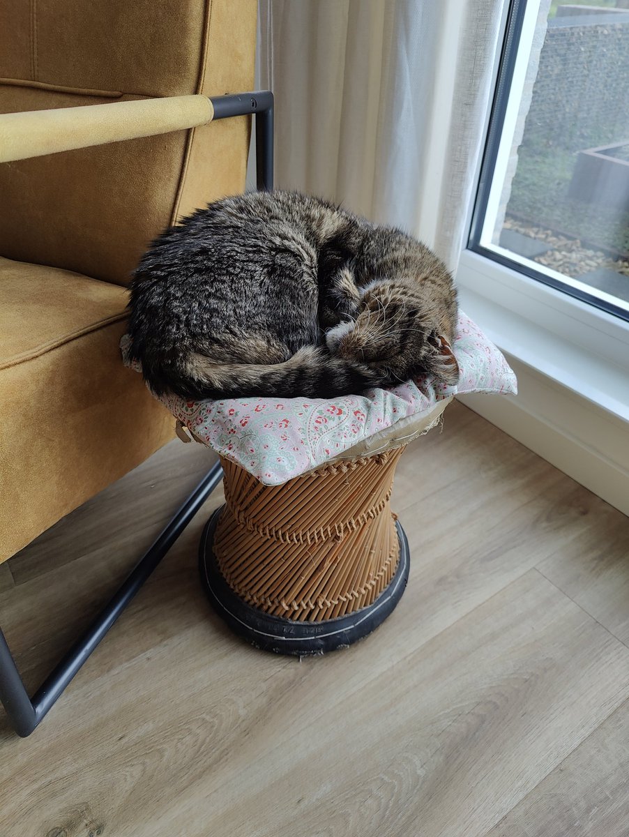 PeacockSpyder's tweet photo. Almost 19 yo but still in a for a little new trick https://t.co/pOz7cA3bTs