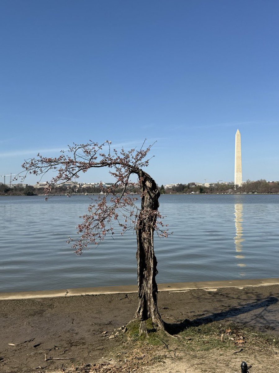 NickPietrowicz's tweet photo. @NationalMallNPS #SaveStumpy https://t.co/vBolYGYsQv
