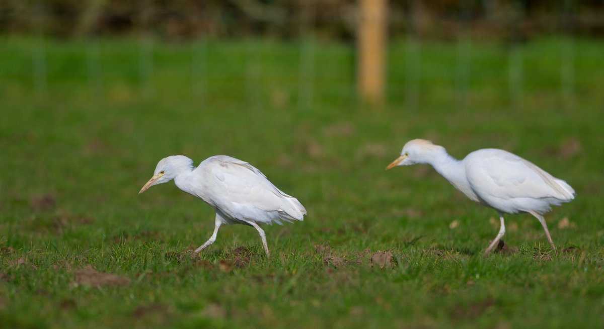 Cattle egrets this morning 15/03/24 Norfolk @BBCSpringwatch #WexMondays