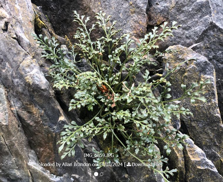 Cofnod #RecordOfTheWeek is this Wall-rue (Asplenium ruta-muraria) fern recorded by Allan Brandon in Betws-y-coed this week.