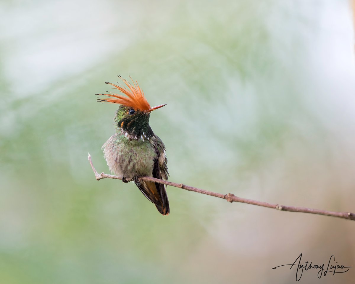 Rufous-crested Coquette Lophornis delattrei Status - Least Concern @waqanki_lodge_oficial Sony A1 - Sony 600mm #rufouscrestedcoquette #coquette #hummingbird #colibrí #beijaflor #Trochilidae #hummingbirds #peru #hummingbirdsofperu #nuts_about_birds #earthcapture #nature #natge...