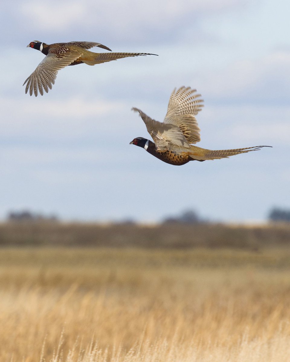 WWTworldwide's tweet photo. NEW: paper from @Cambridge_Uni and WWT confirms the widespread use of toxic lead shot - despite an industry pledge to phase it out π«
93% of pheasants destined for dinner tables were killed using lead shot in the 2023/24 season. https://t.co/Tl8IELDi52
#BanLead #LeadisPoison https://t.co/iLQykVlT5v