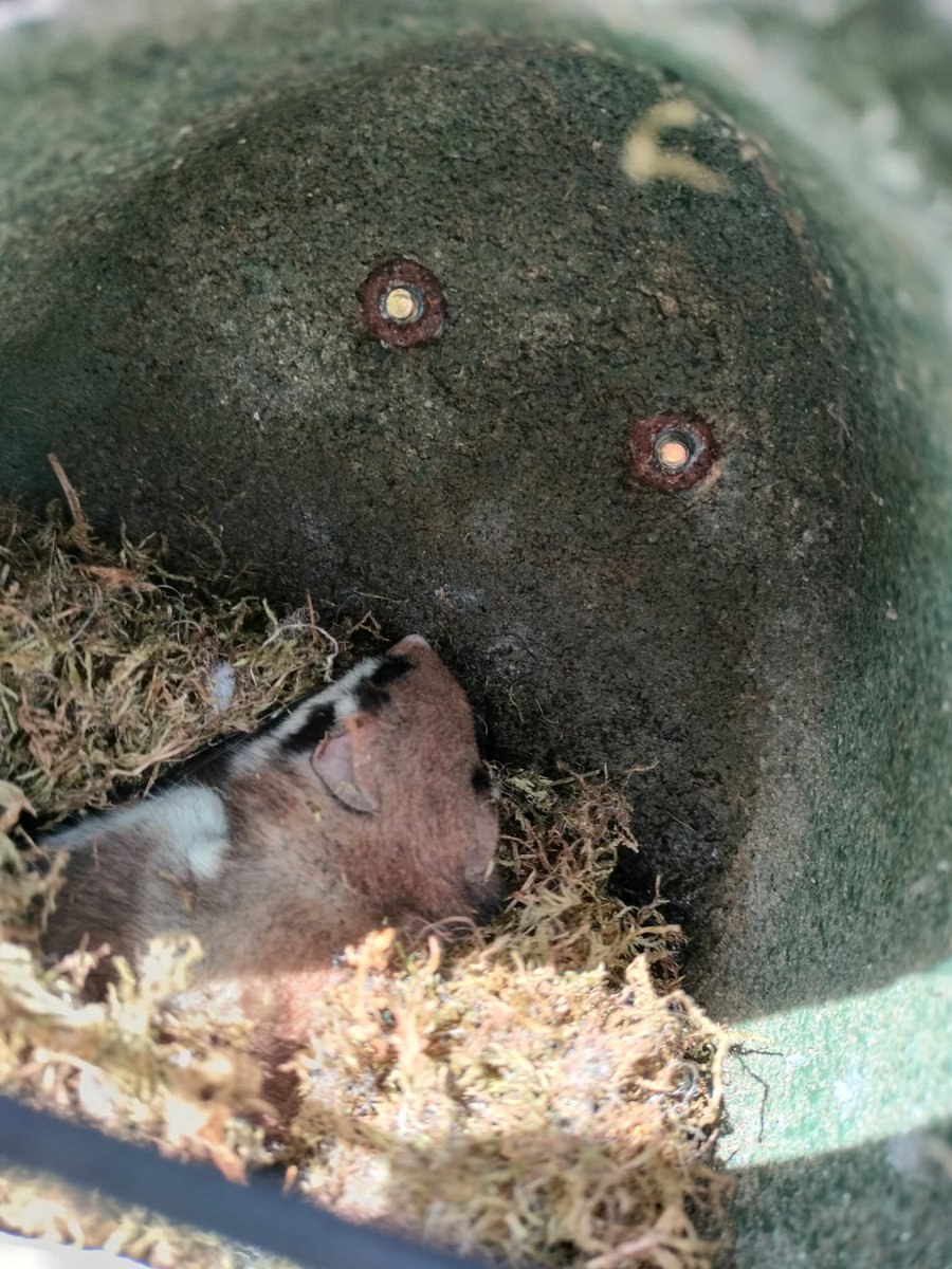 Evelyne Terryn (@terrynevelyne) on Twitter photo Heel fijn neveneffect van het nestkastjesproject <a href="/KULeuvenKulak/">KU Leuven Kulak</a> - voor het eerst in jaren terug een (erg zeldzame) eikelmuis gespot op kulak - nog heel even in winterslaap #biodiversity #odet #ecolab Heel fijn neveneffect van het nestkastjesproject <a href="/KULeuvenKulak/">KU Leuven Kulak</a> - voor het eerst in jaren terug een (erg zeldzame) eikelmuis gespot op kulak - nog heel even in winterslaap #biodiversity #odet #ecolab