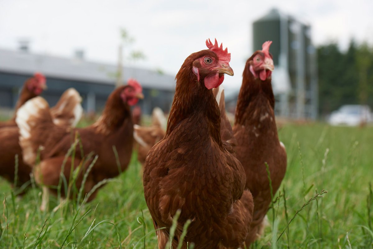 <<BREAKING NEWS>>

RSPCA Assured temporarily pauses introduction of new laying hen standards

bfrepa.co.uk/news/rspca-ass…