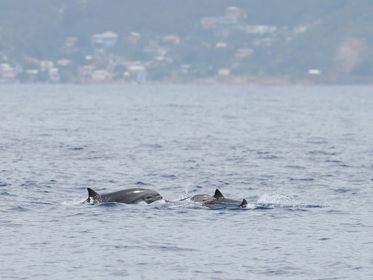 In January our first team of volunteer Marine Mammal Surveyors boarded @saga_travel_uk Spirit of Discovery for a trip to the Caribbean – and they had some incredible sightings! Read all about the voyage in this blog by Wildlife Guide Charlotte: orca.org.uk/news-blog/an-o…