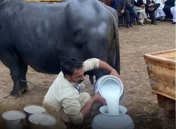 پاکستانی بھینس نے 37 کلو دودھ دے کر ورلڈ ریکارڈ بنا دیا