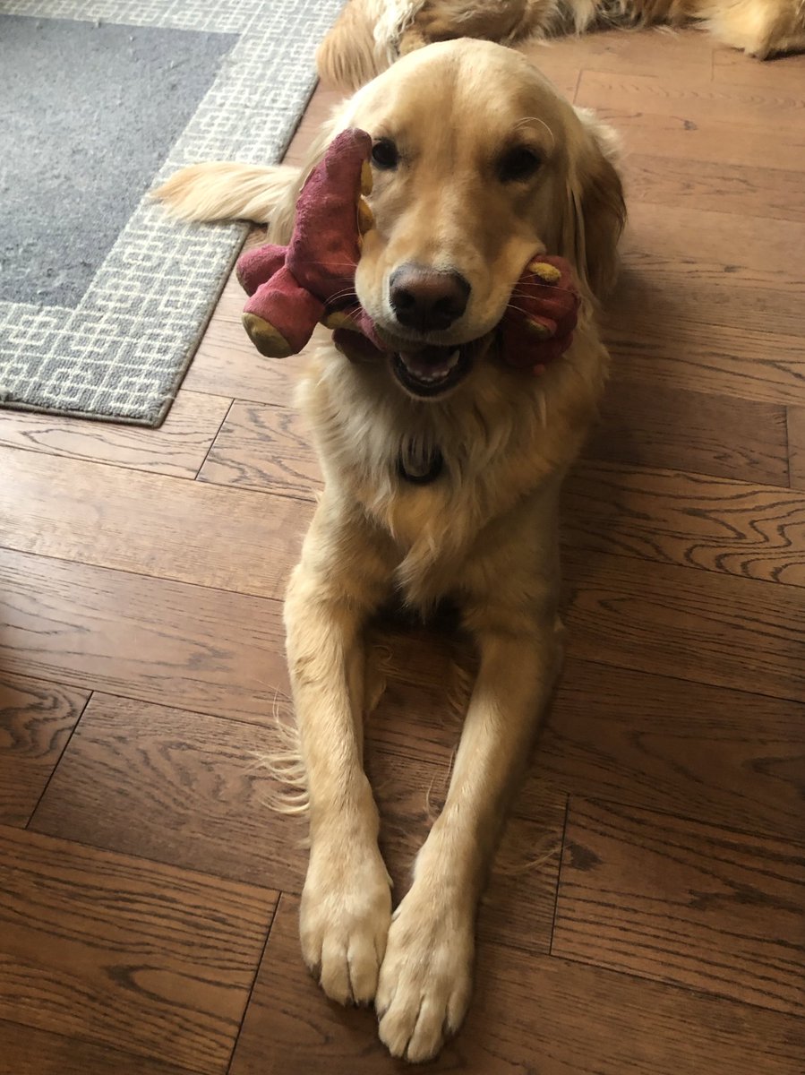 DEEP THOUGHTS OF BOWIE… HAPPY FRIDAY! IT’S IMPORTANT TO SHARE YOUR TOYS WITH YOUR BROTHER…UNLESS IT IS YOUR FAVOURITE STUFFED DRAGON. BOUNDARIES ARE ALSO IMPORTANT. #dogsoftwitter #dogsofX #sharingiscaring #fridaywisdom #bowie #friyay #GoldenRetrievers