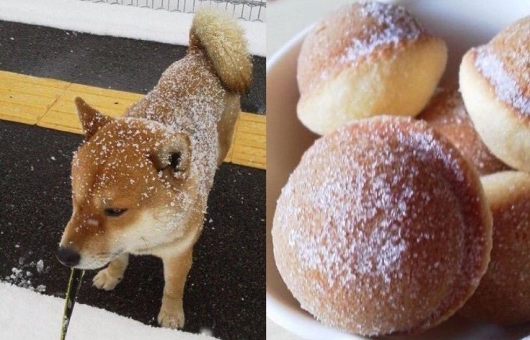 なんだこの美味しそうな柴犬は…