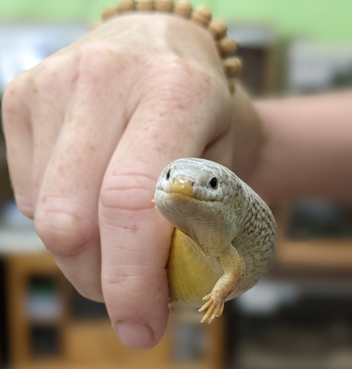 If he is looking for a new challenge, I definitely think that <a href="/GrahamLiver/">Graham Liver</a> should pay our Animal Management students a visit <a href="/LMCollege/">Lancaster & Morecambe College (LMC)</a> &amp; handle 1 or 2 of our lovely residents...maybe even cuddle a fancy rat? 🐀 What do you think <a href="/Leanne_Bayes/">Leanne Bayes</a> ? 😂