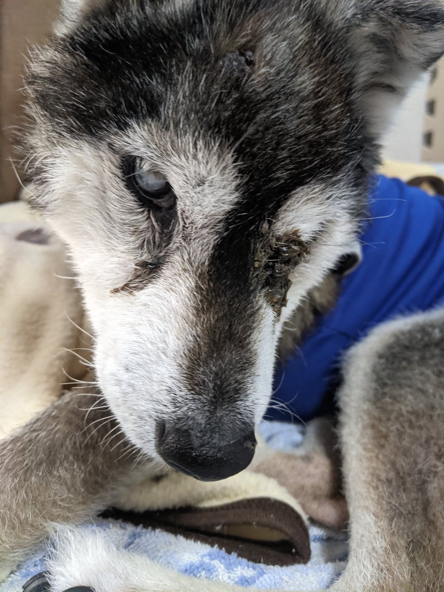 ✯りく🐾だョ✯ ボク🐾のママ　季節の変わり目はいっつも調子が悪くなるんだぁ🐾　 だからね、ボク🐾 ママのこと心配なんだぁ🐾 ママの事　ボク🐾がしっかり守らなきゃ🐾 ママー　ボク🐾はいつも一緒だよぉ🐾