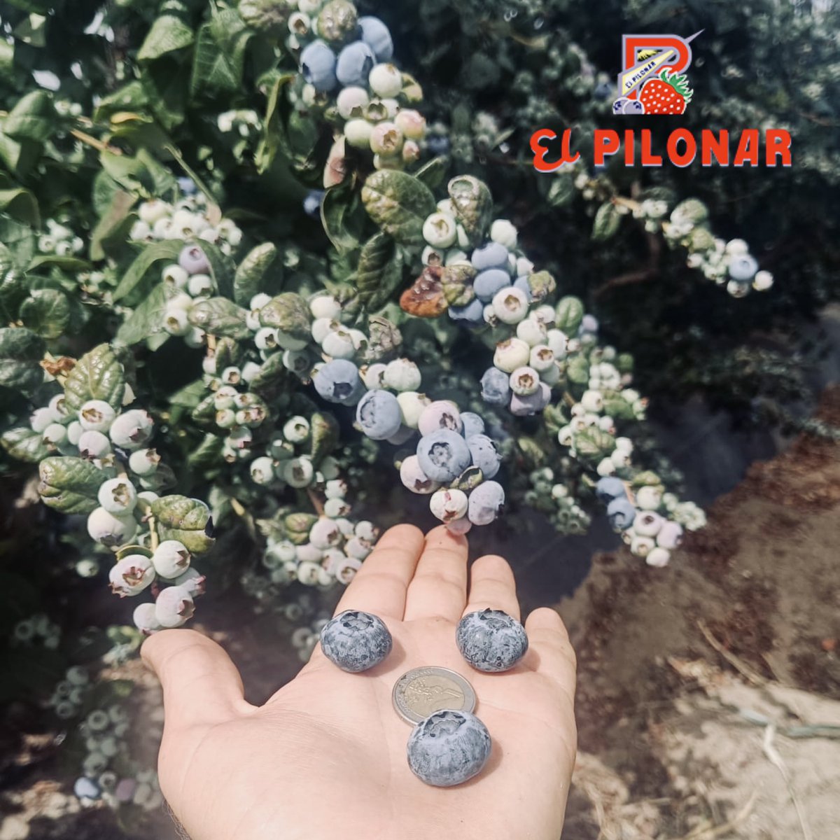 elpilonarm's tweet photo. Estamos encantados con nuestros arándanos,  una fruta extraordinaria que destaca por su tamaño extra y por el gran sabor que nos aporta. https://t.co/5seaiz3nOY
