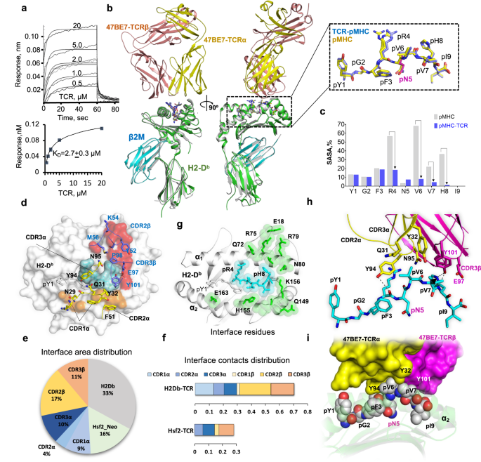 Researchers at @BhardwajLab and @DrKrogsgaard lab describe a molecular mechanism by which the neoantigen Hsf2 p.K72N is recognized by a corresponding high affinity Hsf2 p.K72N-reactive T cell receptor, 47BE7, from the mouse melanoma line B16F10. nature.com/articles/s4146…