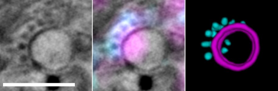 Kamal Nahas tweet media