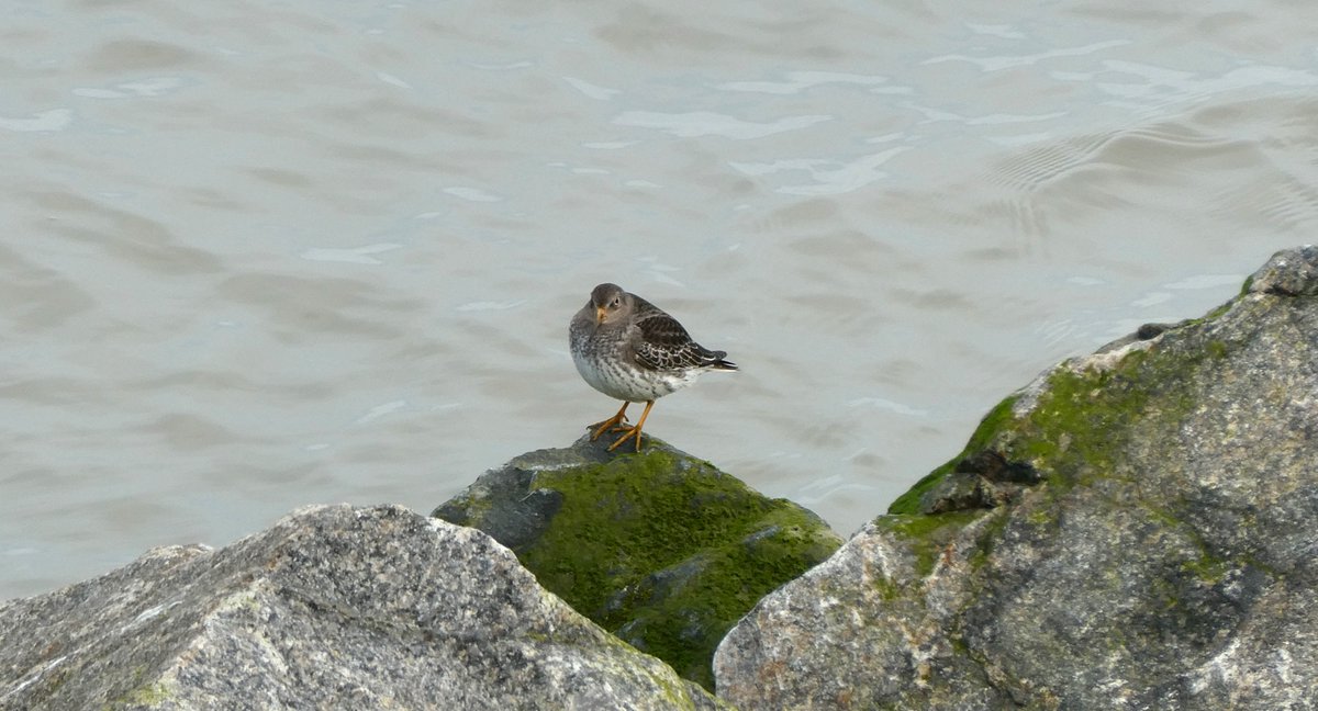 Gisteren op de verzwaarde dijk, #Waddenzee, boven bij #Lauwersoog. Ik heb er iets mee, altijd blij om te zien. Waarom weet ik niet. #paarsestrandloper: mooi steltje! <a href="/vogelnieuws/">Vogelbescherming NL</a> <a href="/Sovon/">Sovon Vogelonderzoek Nederland</a>