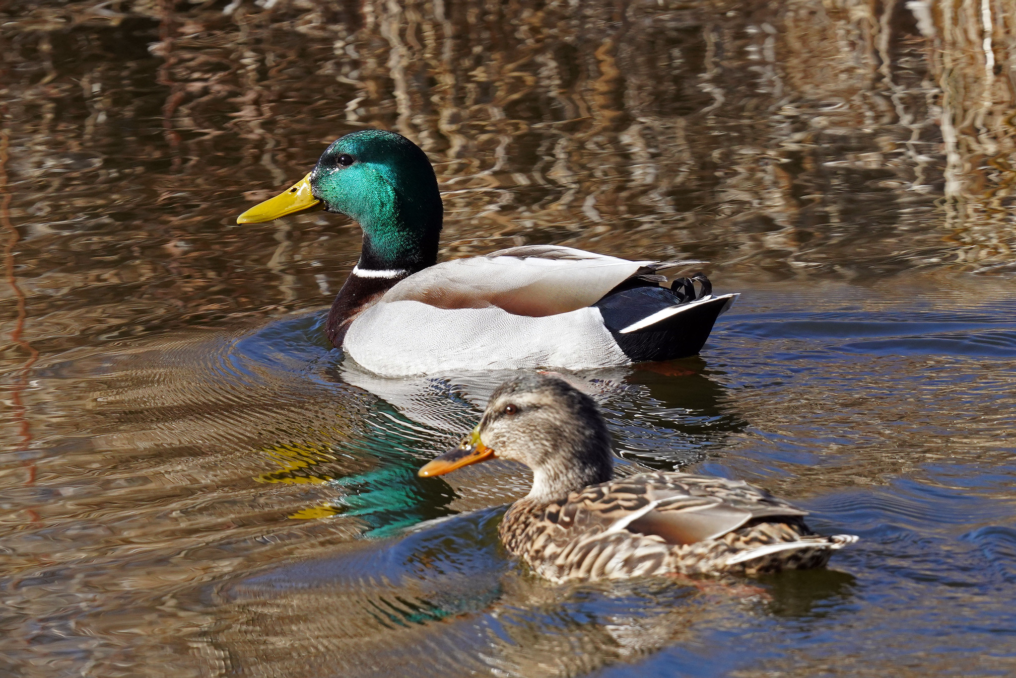 Ducks Unlimited (@DucksUnlimited) / X