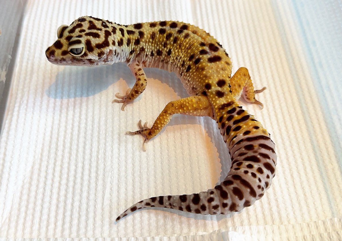 土日と明後日の月曜日も営業🈺しますﾍﾟｺﾘ(⋆ᵕᴗᵕ⋆).+*週末はもちろん月曜日までご来店やお問い合わせありがとうございます😭🙇‍♀️✨