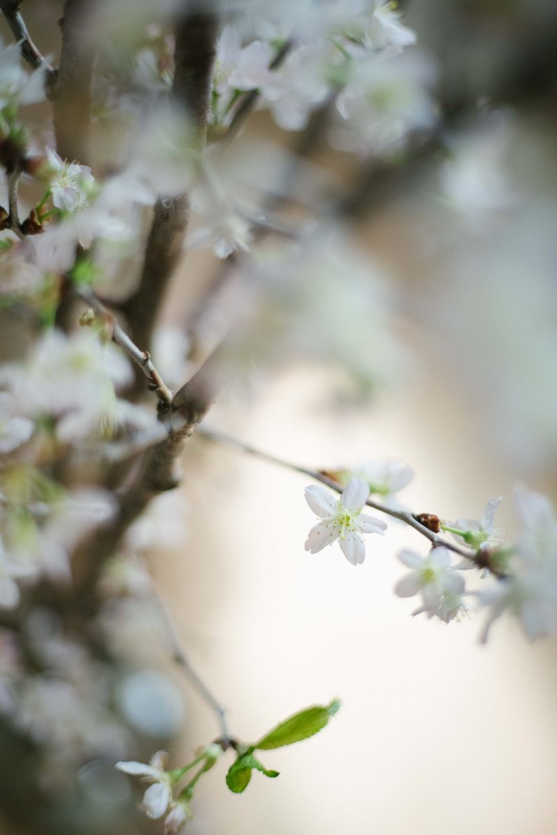 Lucas Shu tweet media