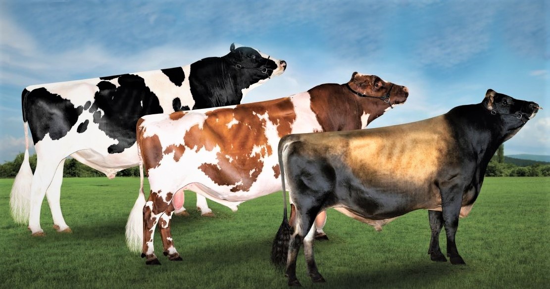 Unlock Efficiency with Three-Way Crossbreeding Are you seeking a robust strategy for genetic improvement in your dairy herd? Look no further! 3-way breed rotational crossbreeding in dairy cows offers several advantages: Heterosis (Hybrid Vigour): Crossbreeding exploits the…