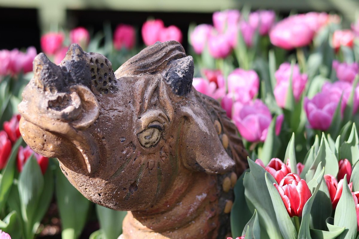 Spring has finally arrived at the Botanical Gardens! From now through April 15, visit us to experience our annual Spring Flower Exhibit 💐 Immerse yourself in the sights and scents of spring this month. Get tickets for our Spring Flower Exhibit at buffalogardens.com/products/sprin…