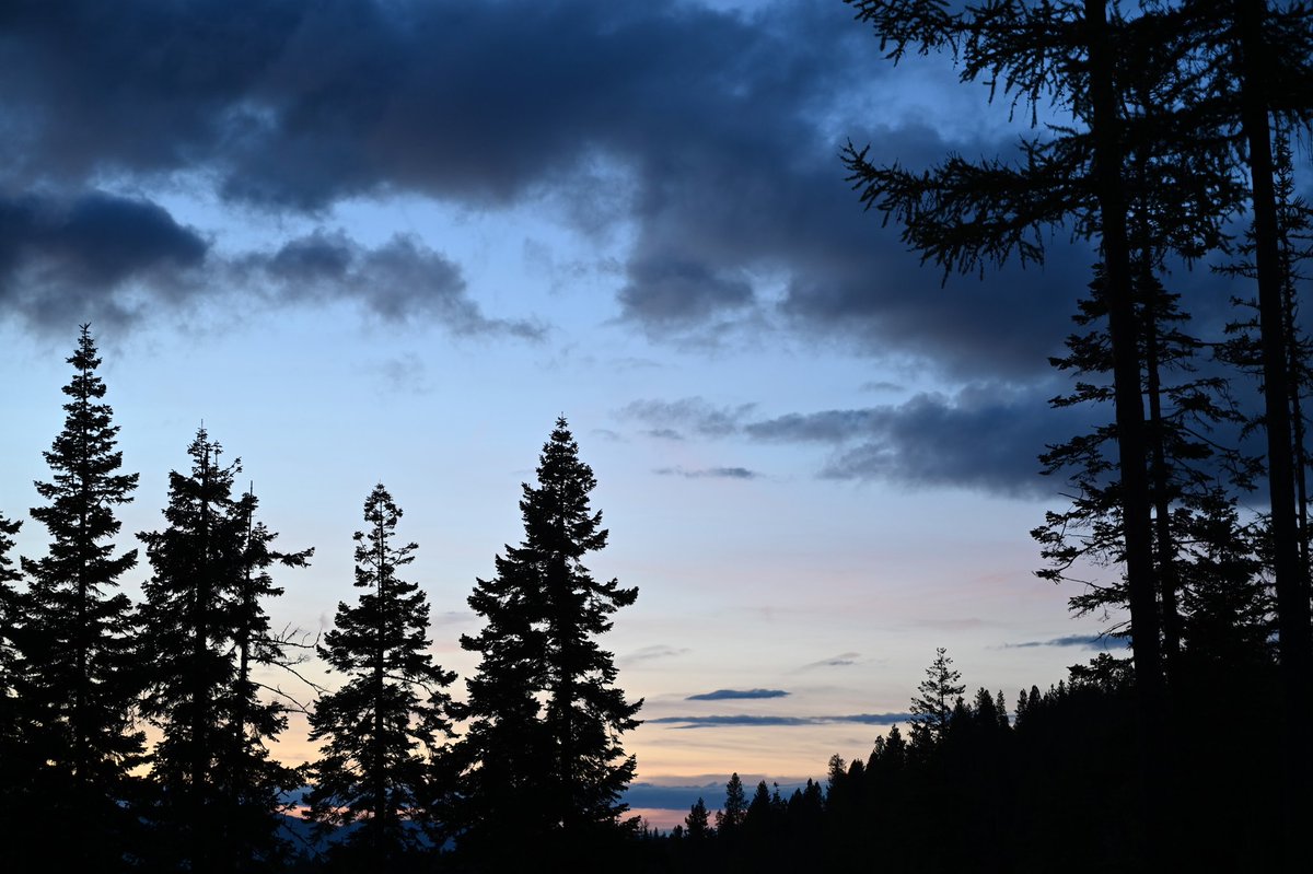 TimesWilderness's tweet photo. #ForestFriday #ForestSunset
🌲🌲🌲
via @comfortzone_LG https://t.co/yVIFlkc7j5