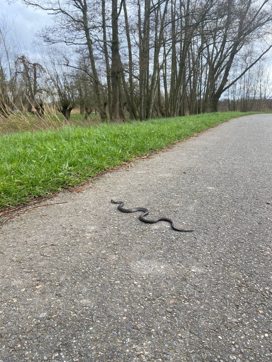 SjorsFrohlich's tweet photo. Euh @freekvonk, wij zien dit hier rondschuiven in @5heerenlanden. 
Moet ik opschalen? https://t.co/huZ4vLTYM2