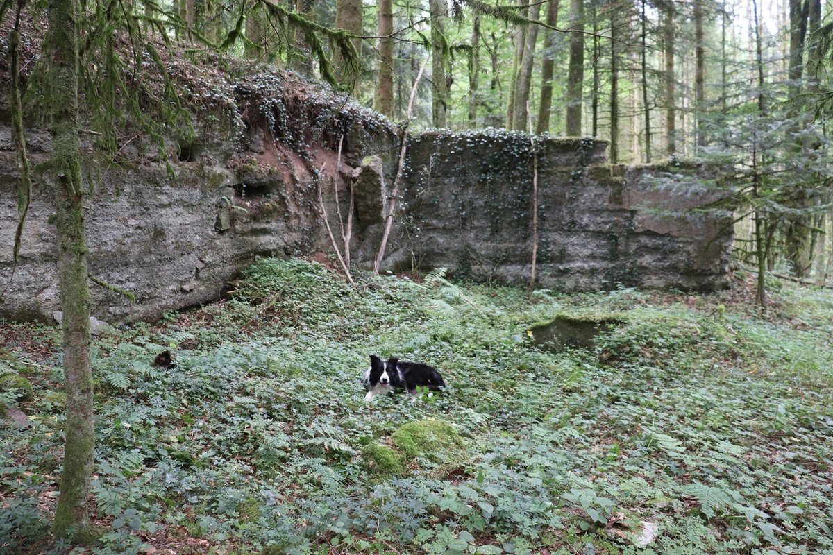 Vosges - Ban de Sapt - Laitre.
Deep in the forest and along steep slopes ; a huge ( German ) structure.
No idea about why or what .....
Again no videopresentation or a guide in a chair ....