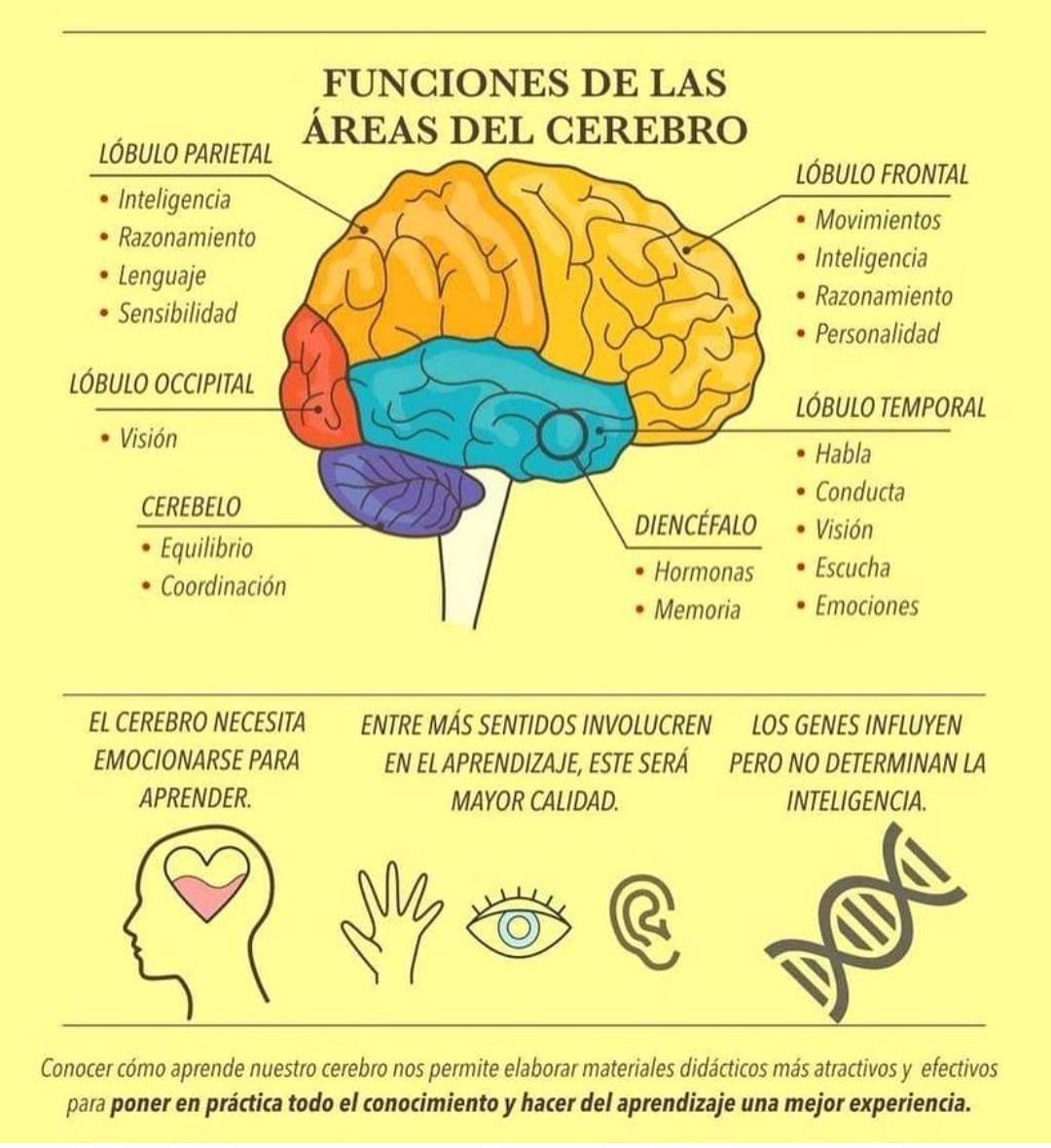 virginiog's tweet photo. Me gusta este tipo de infografías que intenta relacionar aprendizaje y cerebro https://t.co/l1ctXcCCWj