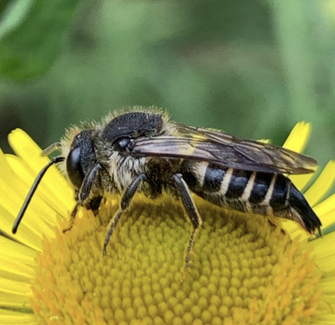 WerendB's tweet photo. De kegelbij die k vorige zomer in mijn natuurgebiedje zag blijkt nu volgens waarnemingen be de zeer zeldzame #kielstaartkegelbij te zijn. https://t.co/znOfmpw4FP