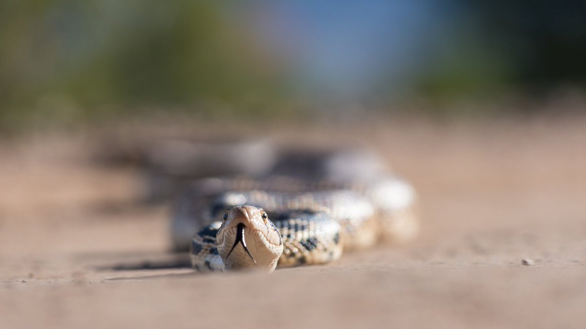 savethesnakes's tweet photo. #HowToHelp: Are you thinking of selling or trading in that old car? Why not donate it instead? 🚗❤️🐍
Save The Snakes has partnered with @charitableauto to provide a tax-deductible process to donate your vehicle. It's fast and easy to do... plus it saves snakes! https://t.co/UZH75ReepP